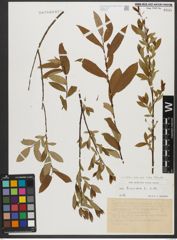 Foto von Salix triandra subsp. triandra L.